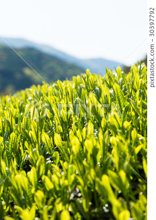Japanese Tea Tea Leaves Sprouts New Tea 30397792