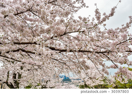 Cherry Blossoms at Arashiyama Nakajima Park Cherry Blossoms at Arashiyama Nakajima Park 30397803