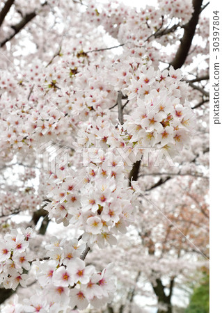 Cherry Blossoms at Arashiyama Nakajima Park Cherry Blossoms at Arashiyama Nakajima Park 30397804