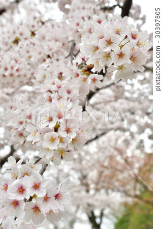 Cherry Blossoms at Arashiyama Nakajima Park Cherry Blossoms at Arashiyama Nakajima Park 30397805