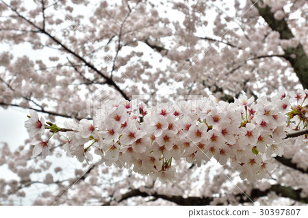 Cherry Blossoms at Arashiyama Nakajima Park Cherry Blossoms at Arashiyama Nakajima Park 30397807