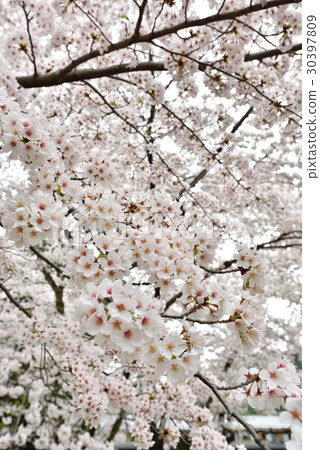 Cherry Blossoms at Arashiyama Nakajima Park 30397809