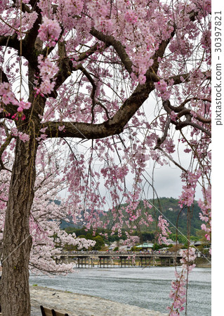 Oriegawa·Katsuragawa和Nakanosima Park Oriegawa·Katsuragawa和Nakanosima Park 30397821