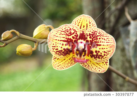 orchid 30397877