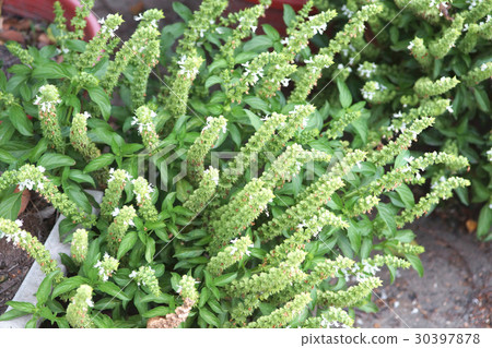 Basil 30397878
