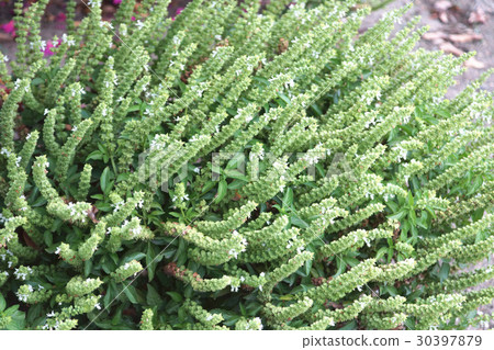 九層塔 九層塔 30397879