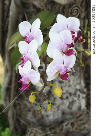 蘭花 30397883