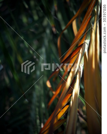 palm leaves detail close-up with hi-light shadows palm leaves detail close-up with hi-light shadows 30397886