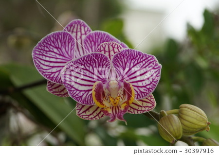 orchid 30397916