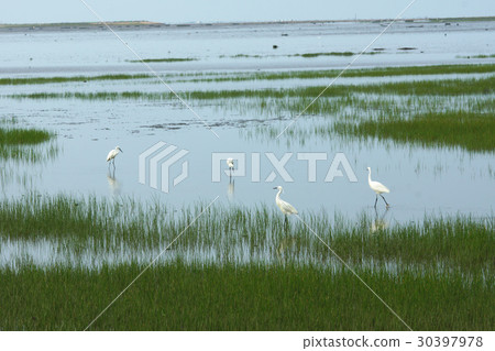 Little egret Little egret 30397978
