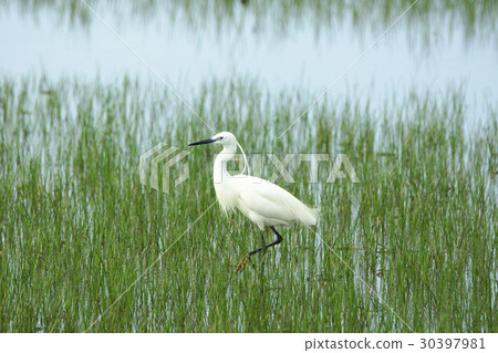 小白鷺 30397981