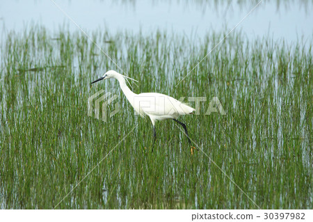 Little egret Little egret 30397982