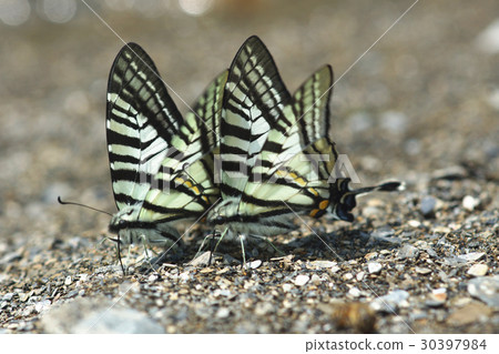 Ascension Ascension 30397984