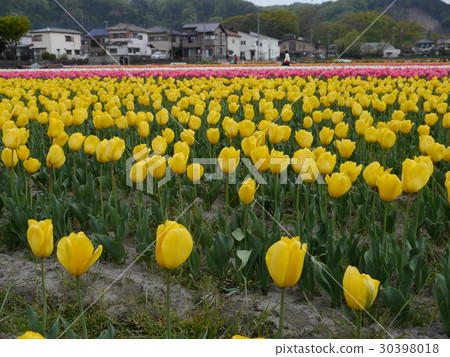 Homura Flower and water Festival (Tulip Festival) Root front Rice paddy 30398018