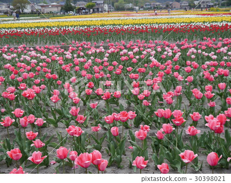 Homura Flower and water Festival (Tulip Festival) Root front Rice paddy 30398021