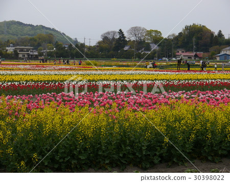 Homura Flower and water Festival (Tulip Festival) Root front Rice paddy 30398022
