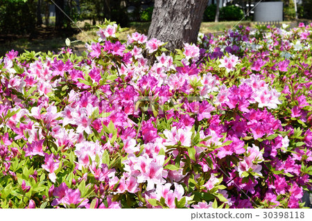 街道樹桃紅色和白色杜娟花 30398118