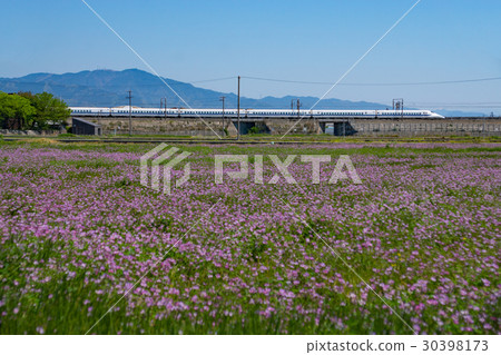 Tokaido Shinkansen 700 series and lotus flower field 30398173