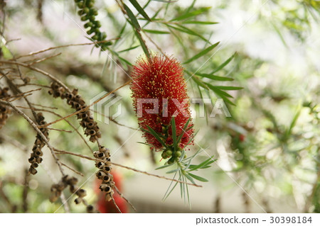 紅千層 紅千層 30398184