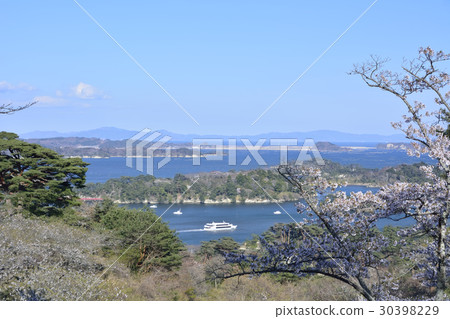 Nishiyuki的Matsu Park回歸（日本Sankei Matsushima） 30398229