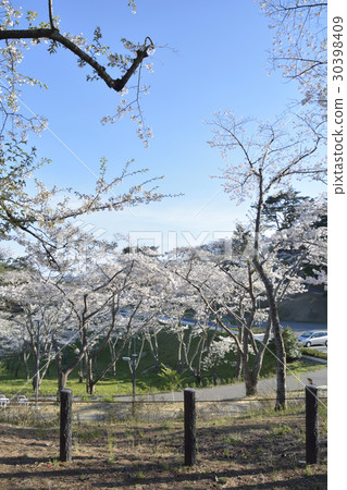 Scenery in Matsu Park Park of Nishiyuki return (Japan Sankei Matsushima) 30398409