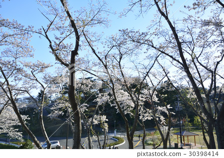 Scenery in Matsu Park Park of Nishiyuki return (Japan Sankei Matsushima) Scenery in Matsu Park Park of Nishiyuki return (Japan Sankei Matsushima) 30398414