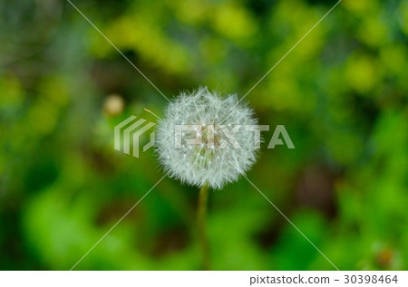 蒲公英蒲公英的絨毛 蒲公英蒲公英的絨毛 30398464