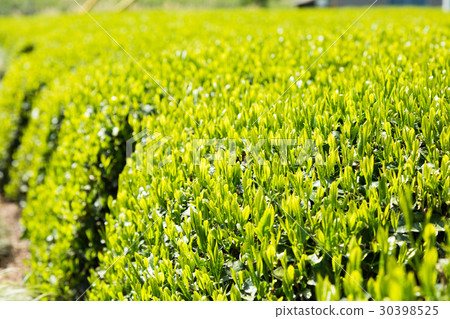 Japanese Tea Tea Leaves Sprouts New Tea 30398525