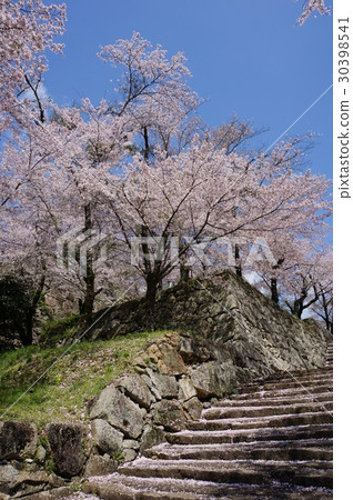 Tsuyama city Okayama prefecture full of cherry blossoms "Tsuruyama park (Tsuyama castle tower)" Tsuyama city Okayama prefecture full of cherry blossoms "Tsuruyama park (Tsuyama castle tower)" 30398541