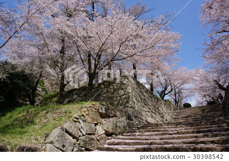 Tsuyama city Okayama prefecture full of cherry blossoms "Tsuruyama park (Tsuyama castle tower)" Tsuyama city Okayama prefecture full of cherry blossoms "Tsuruyama park (Tsuyama castle tower)" 30398542