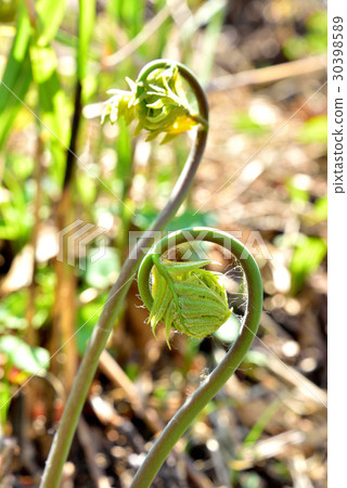 春天的春天的曲線 30398589