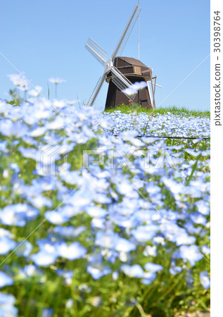 Windmill and Nemophila 30398764