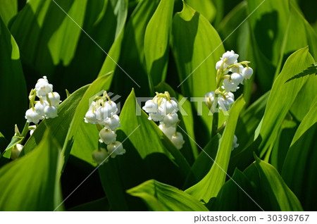 Vanilla (Suzuran) 30398767