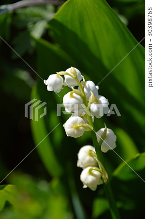 Vanilla (Suzuran) 30398768