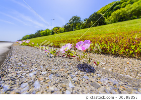 希爾扎基怪物圖森尼斯 30398855