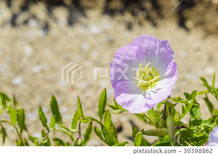 希爾扎基怪物圖森尼斯 30398862