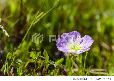 希爾扎基怪物圖森尼斯 30398864