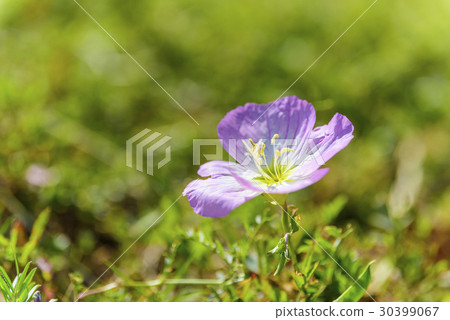 Hill Zaki Monster Tucsonis Hill Zaki Monster Tucsonis 30399067