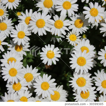 北極〜白花〜 30399385