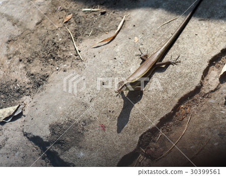 small tiny black brown wild skink small lizard 30399561
