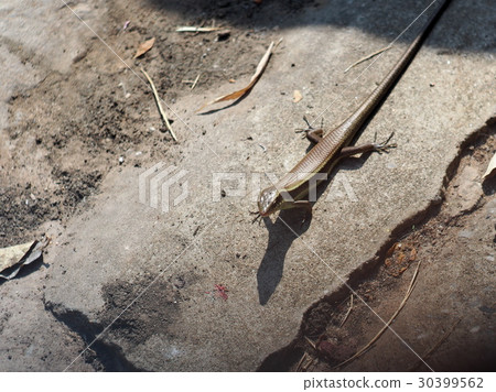 small tiny black brown wild skink small lizard 30399562