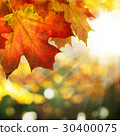 Autumn Border of Maple Leaves  30400075