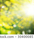 Summer Background with Green Foliage 30400085
