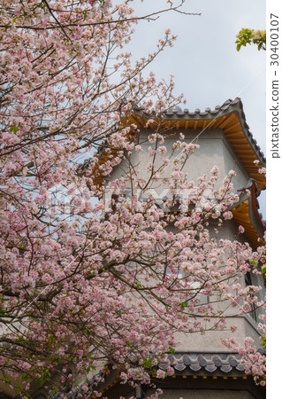 櫻花 櫻花 30400107