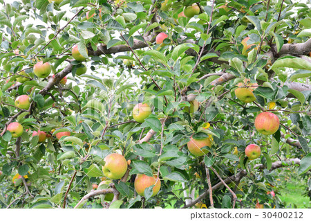 Apple (Malus domestica), on the tree in japan Apple (Malus domestica), on the tree in japan 30400212