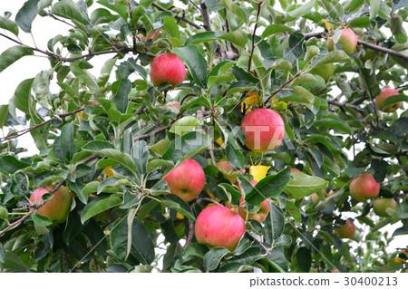 Apple (Malus domestica), on the tree in japan Apple (Malus domestica), on the tree in japan 30400213