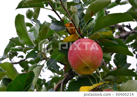 Apple (Malus domestica), on the tree in japan Apple (Malus domestica), on the tree in japan 30400214