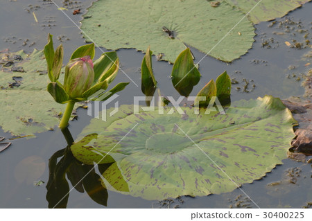 A beautiful old rose water lily   30400225