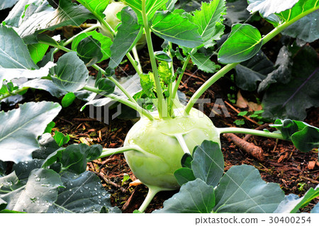 Kohlrabi, Turnip Rooted Cabbage Kohlrabi, Turnip Rooted Cabbage 30400254