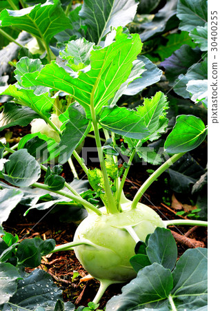 Kohlrabi, Turnip Rooted Cabbage 30400255